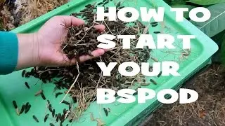 Black Soldier Fly Larvae Pod, Composting with your BSPOD