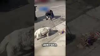 Собака оказалась не нужна...