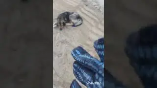 Спасаем собачку от клещей