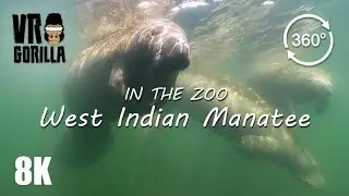 VR in the Zoo: West Indian Manatee (short) - 8K 360