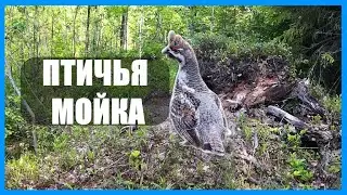 РЯБЧИК УМЫВАЕТСЯ ПЕСКОМ. ПОРХАЛИЩЕ ДЛЯ ПТИЦ. ВИДЕО С ФОТОЛОВУШКИ.