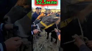 32,5млн га бермаяпти икковини. Китоб мол бозори. Обуна булинг каналга 