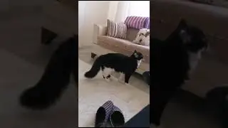 Kedi İple Oynuyor