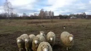 Пастьба овец. Питомник  бордер колли Kisses of Angel Киев