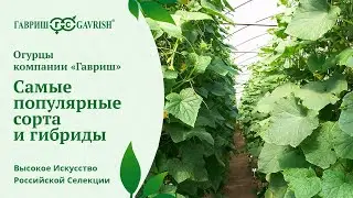 Самые популярные сорта и гибриды огурцов компании 