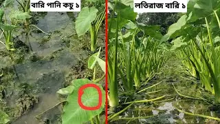 আপনার জমি উপযোগী লতি কচু জাত কোন টি ? | Kochu Chas | কচু চাষ পদ্ধতি