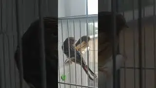 Отсадил птенцов португальских арлекинов