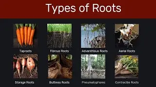 Types of Roots | Types of roots in plants| Roots Classification | Root | Biology