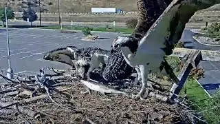 Finnegan Drops Monster Fish For Younger Fledgling At Hellgate Osprey Nest – August 25, 2024