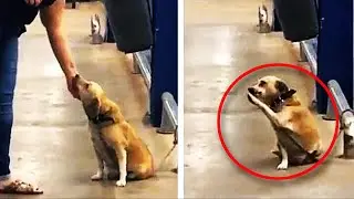The dog gives a paw to every passerby in the hope of salvation...