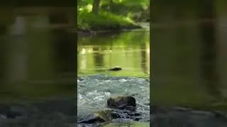 Nature Sounds river flowing Relaxing Meditation Calming Water flowing peaceful Sound Effect #Shorts