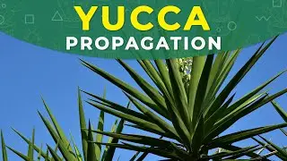 YUCCA PROPAGATION FROM CUTTINGS | ROOTING PROCESS, PLANT REPOTTING