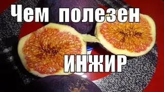 ИНЖИР Все полезные свойства инжира