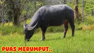 TERNAK KERBAU KEMBALI GAIRAH DISUGUHI HAMPARAN PADANG RUMPUT HIJAU