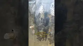 Улей в бутылке 🐝 