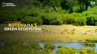 Botswanas Green Ecosystem | Africas Deadliest | Full Episode | S07-E01 | हिंदी | #NatGeoIndia