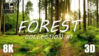 Forest Collection (short) #1 - Jungle, Autum, European Summer Forest - 8K 3D Virtual Reality 360