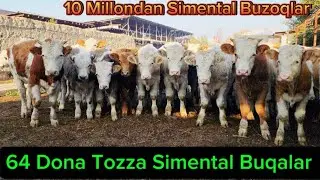 Rossiyadan 64 Dona Tozza Simental Novvoslar Keldi Narxlari Zo'r Bo'ldi 3-noyabr, 2024