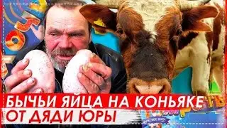 Трэш Выпуск / Бычьи Яйца в Коньяке | Перезалив