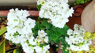 How to prune Kalanchoe || Kalanchoe after care