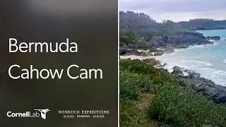 Live Ocean View from Nonsuch Island, Bermuda | Nonsuch Expeditions | Cornell Lab