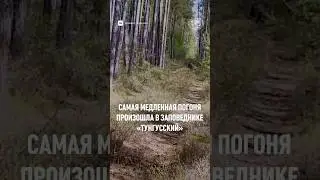 🧸Торопиться смысла нет: в заповеднике «Тунгусский» засняли самую медленную погоню. #животные #рго