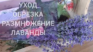 ЛАВАНДА.ЛУЧШИЙ способ размножения 100% результат!