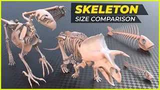 Animal without Muscles size comparison | Skeletons size