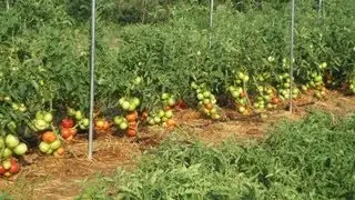 Impressive Big Beef Tomatoes, Gardening, & Prepping