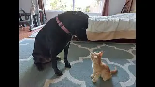 У нас появился КОТЕНОК!