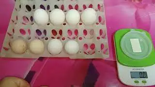 отчёт по яйценоскости кур за ноябрь. Вес куриных яиц