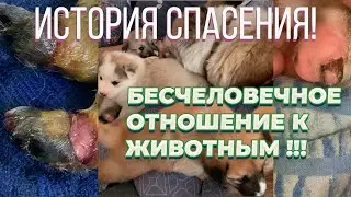 Спасение щенков на крайнем севере! Реальная история собак