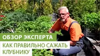 Как правильно сажать клубнику