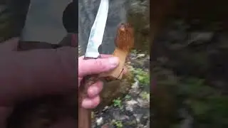 Собираю грибы сморчки