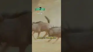 шанс на спаривание у антилоп 