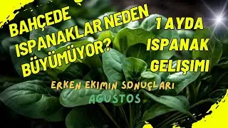 ISPANAK TOHUMLARINI EKTİM AMA GELİN BAKIN 1 AYDA NELER OLDU?