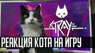 Реакция кота на игру - Stray (2022)