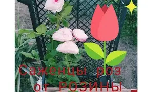 Обзор посылки  саженцы роз с МАГАЗИНА 