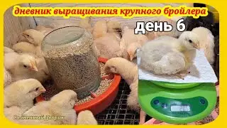 Бройлеры. Выращивание бройлера в первые дни жизни. Вид, вес, чем пропаиваю, как набирают вес.