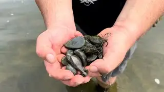 ♻️ 🎣 🐠 FALLS OF THE OHIO LEAD FISHING WEIGHT CLEAN UP. MASSIVE LEAD HAUL. 🎣 🐠♻️