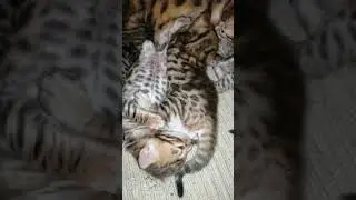 Бенгальские котята. Битва за титьку!
