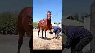 КАШКАДАРЁДА TERRY лакабли от 47000$ га берилмапти 