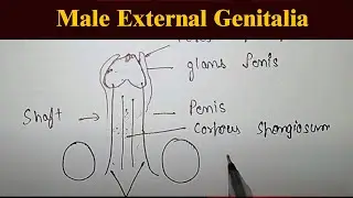 Male external Genitalia | structure of penis | erection and ejaculation