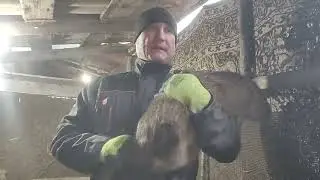 Взвешивание самцов нутрий!!! результат???