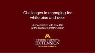 Challenges in managing for white pine and deer