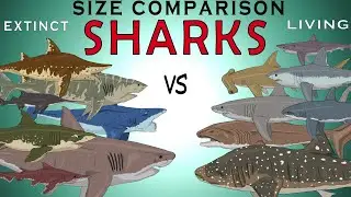 Size Comparison: Living vs Extinct Sharks (Megalodon, Helicoprion, Great White, Whale shark)