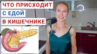 Что ДЕЛАЕТ ПОДЖЕЛУДОЧНАЯ ЖЕЛЕЗА? Что делает тонкий кишечник? Как переваривается и всасывается еда?