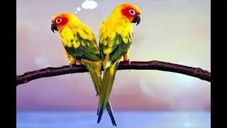 TALKING PARROTS COMPILATION 2017