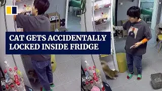 Cat in China gets accidentally locked inside fridge