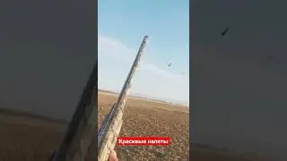 Красивые налеты. Охота на гуся.